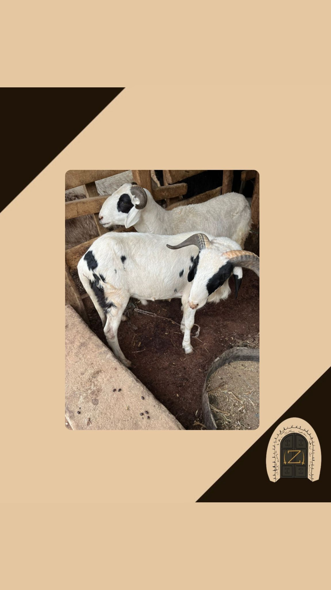 Schapen bij het tehuis